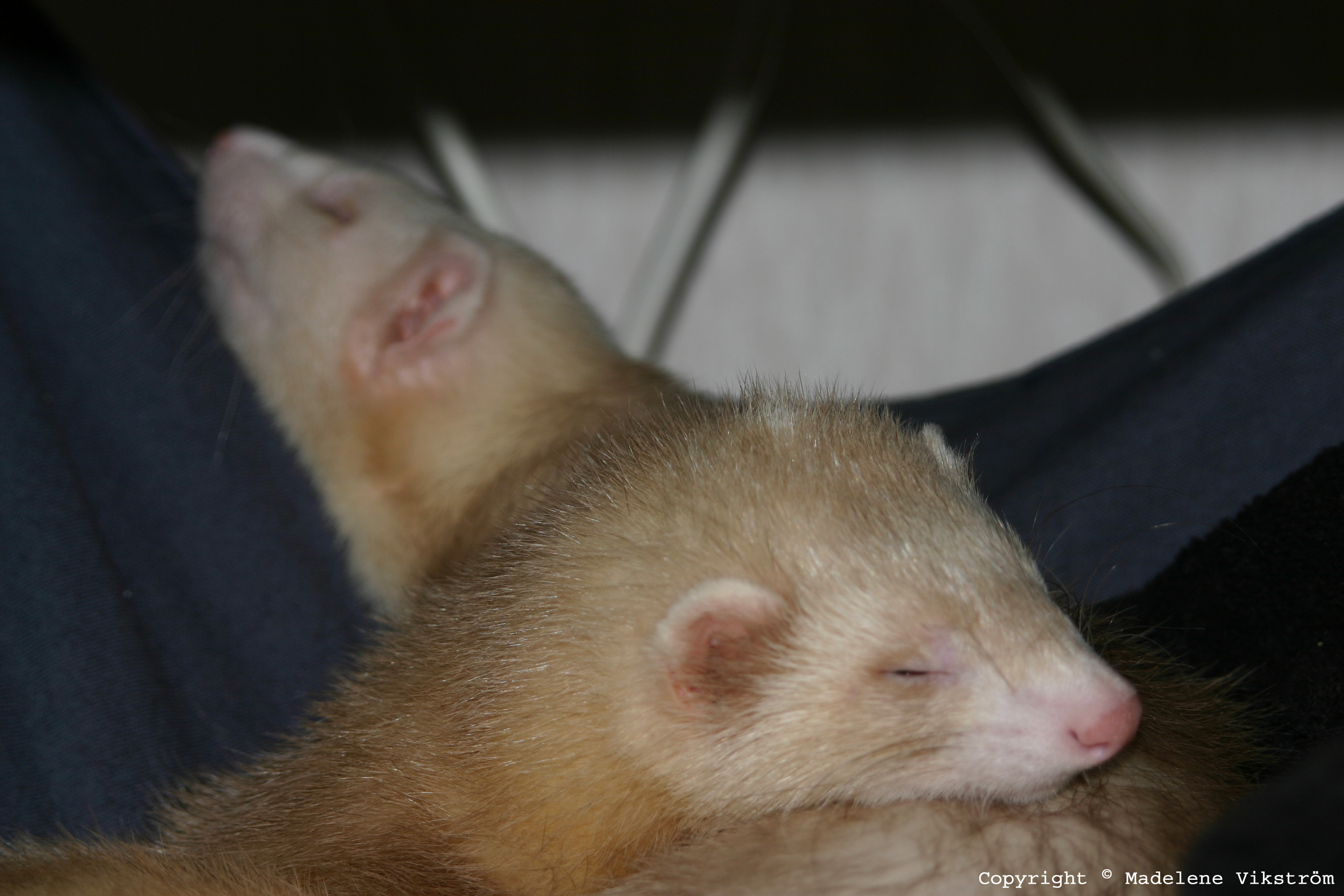 Xander & Benjamin (Benjamin - Vänster & Xander - Höger)