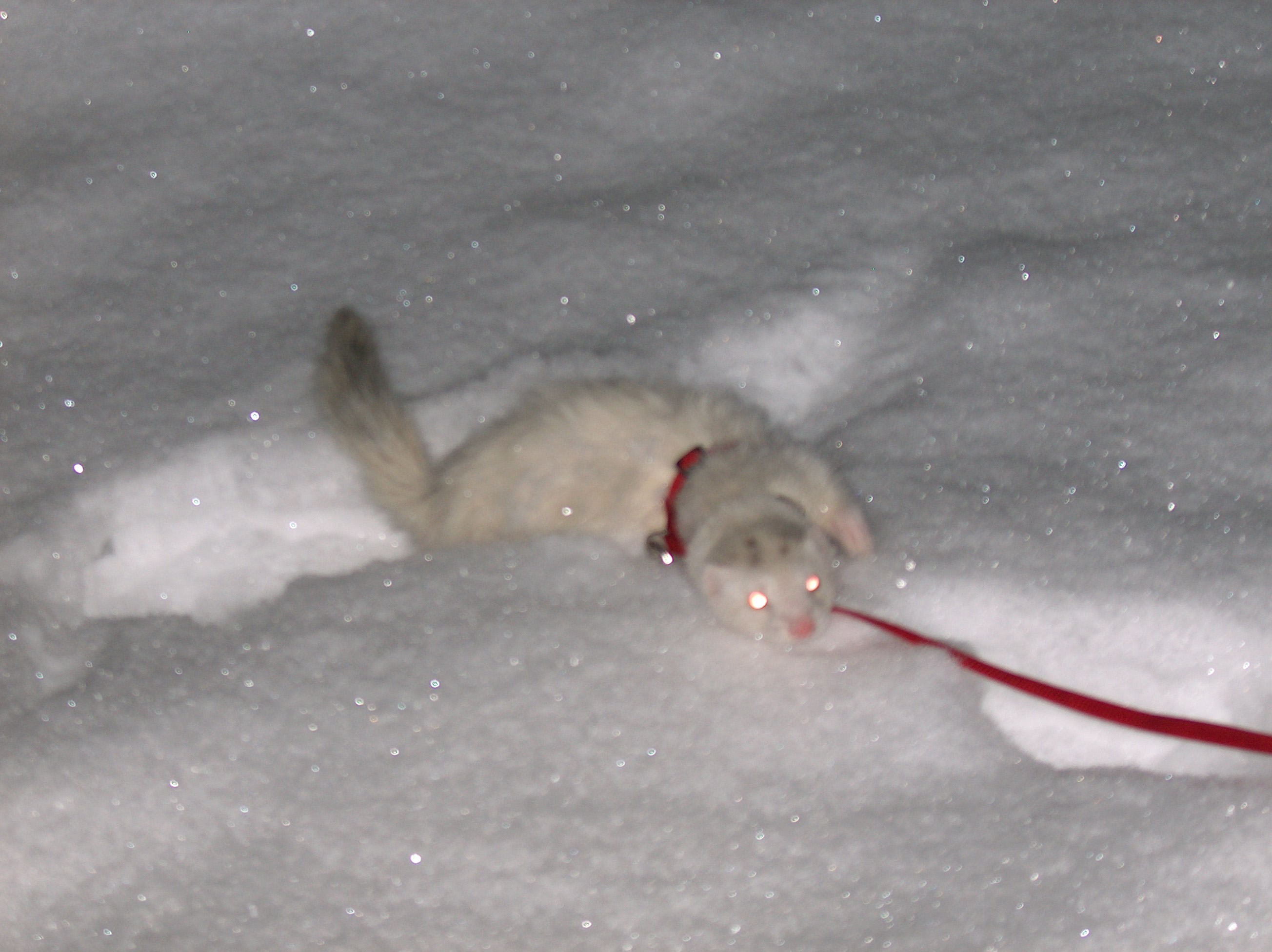 Nikita är en väldigt ljus silver iller. På gränsen till svartögd vit.