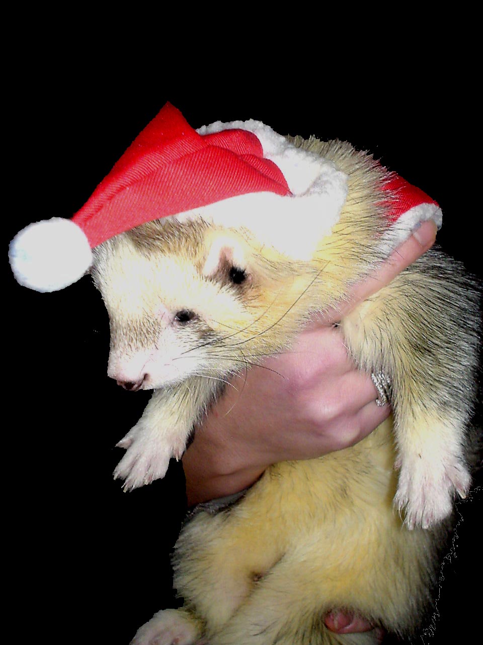 Här har vi en dubbel tomte. En Turbo som är en Silvertomte, med tomteluva. hihi Här har vi en dubbel tomte. En Turbo som är en Silvertomte, med tomteluva. hihi