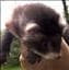 Rcferret