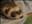 nisse