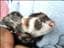 Catti