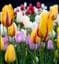 Sommarillern