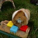 Lapin1999