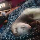 thecrazyferretlady